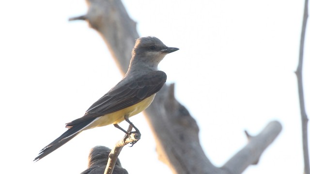 Western Kingbird - ML483176