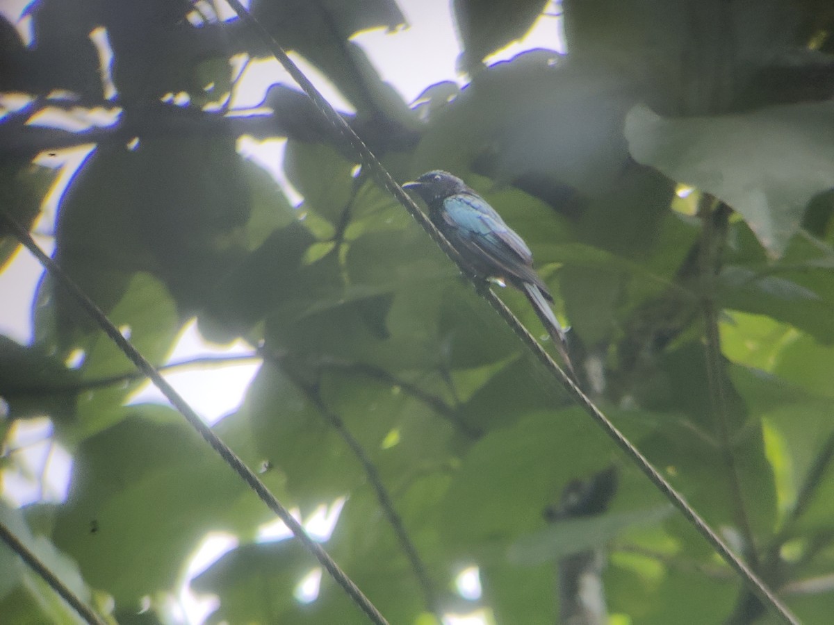 Bronzed Drongo - ML483177871