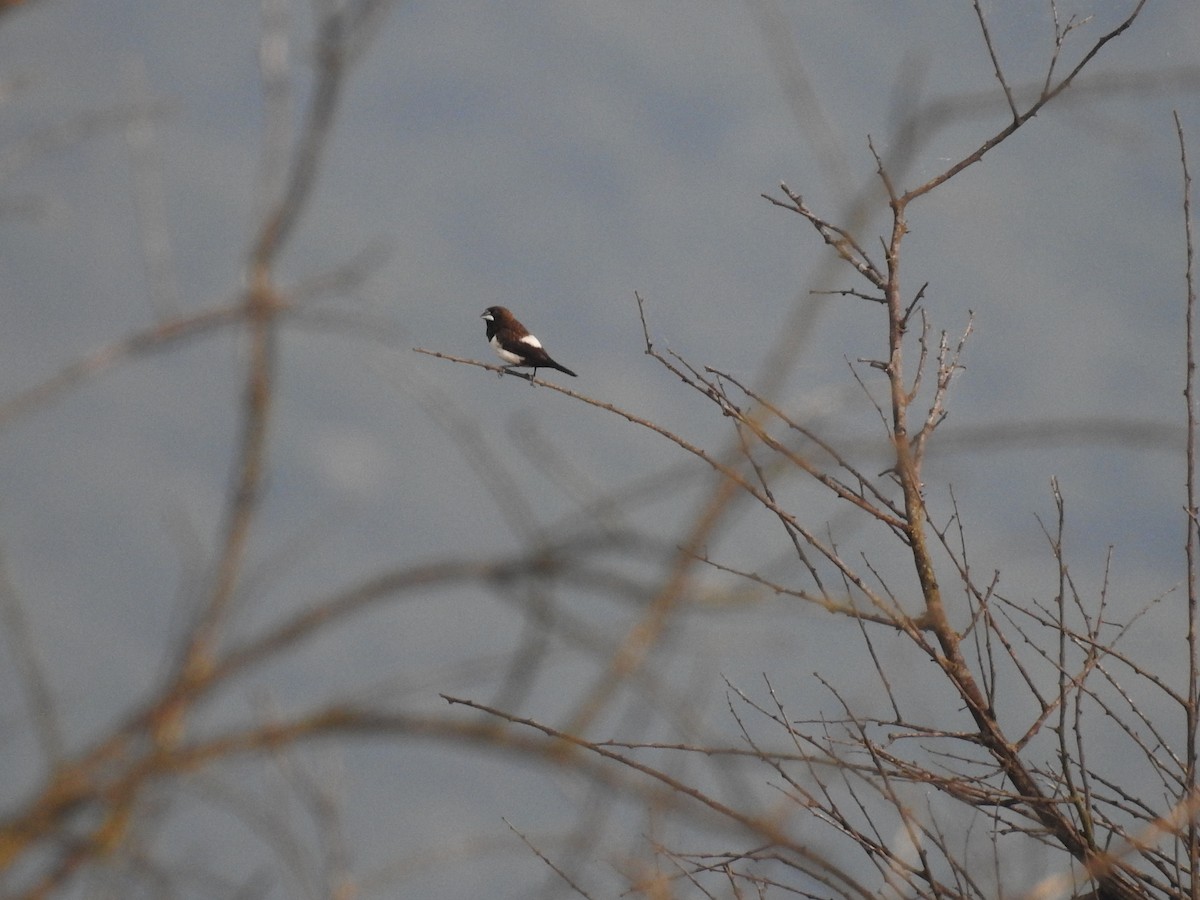 White-rumped Munia - Sureshbabu K