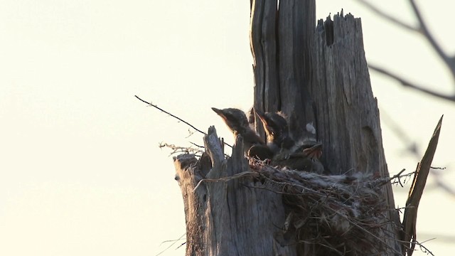 Western Kingbird - ML483179