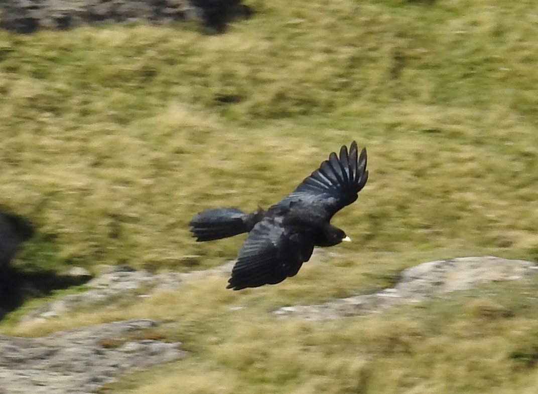 Yellow-billed Chough - ML483180791