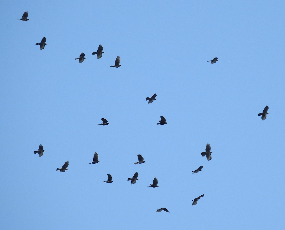 Yellow-billed Chough - ML483180801