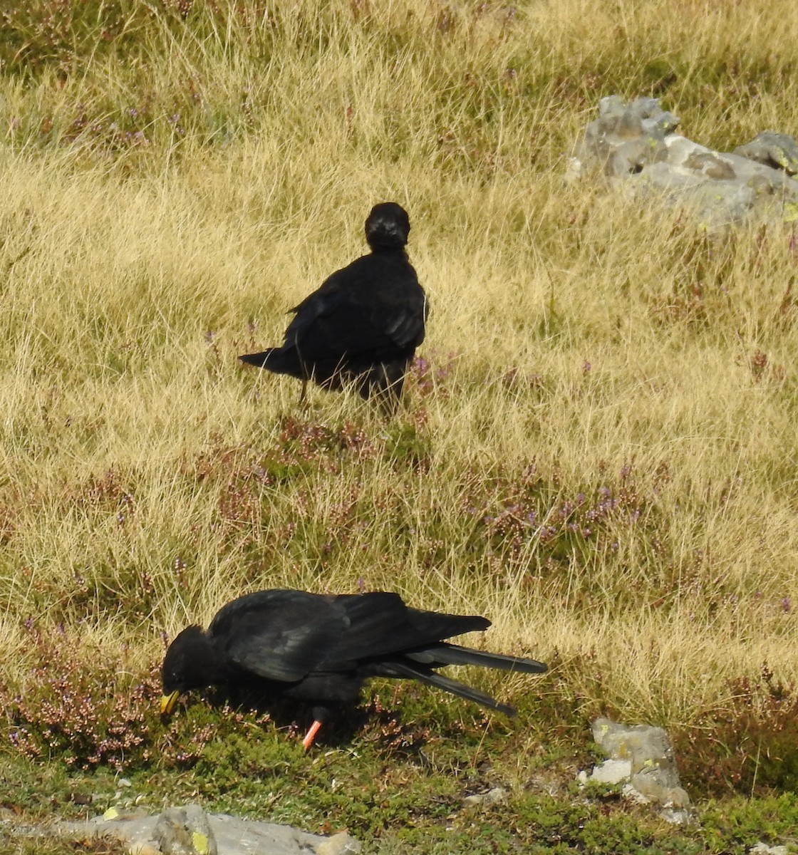 Yellow-billed Chough - ML483180811