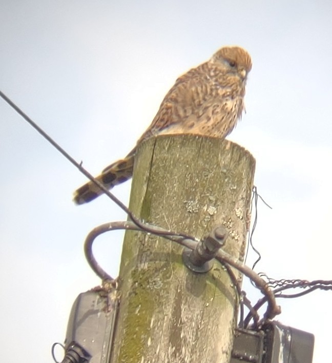 Eurasian Kestrel - ML483183791