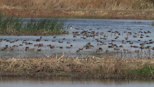 Green-winged Teal (American) - ML483185