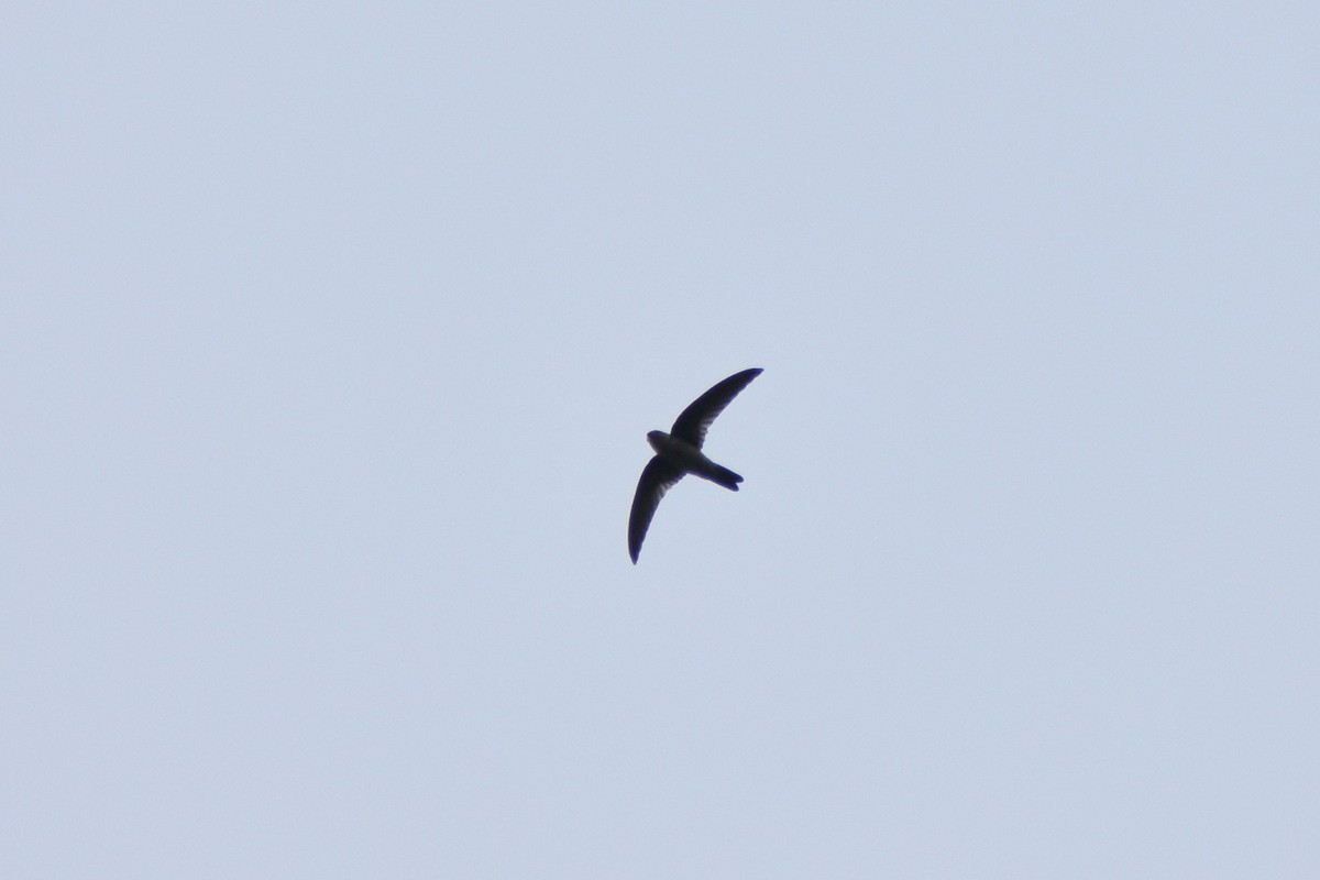 Indian Swiftlet - Sree ..