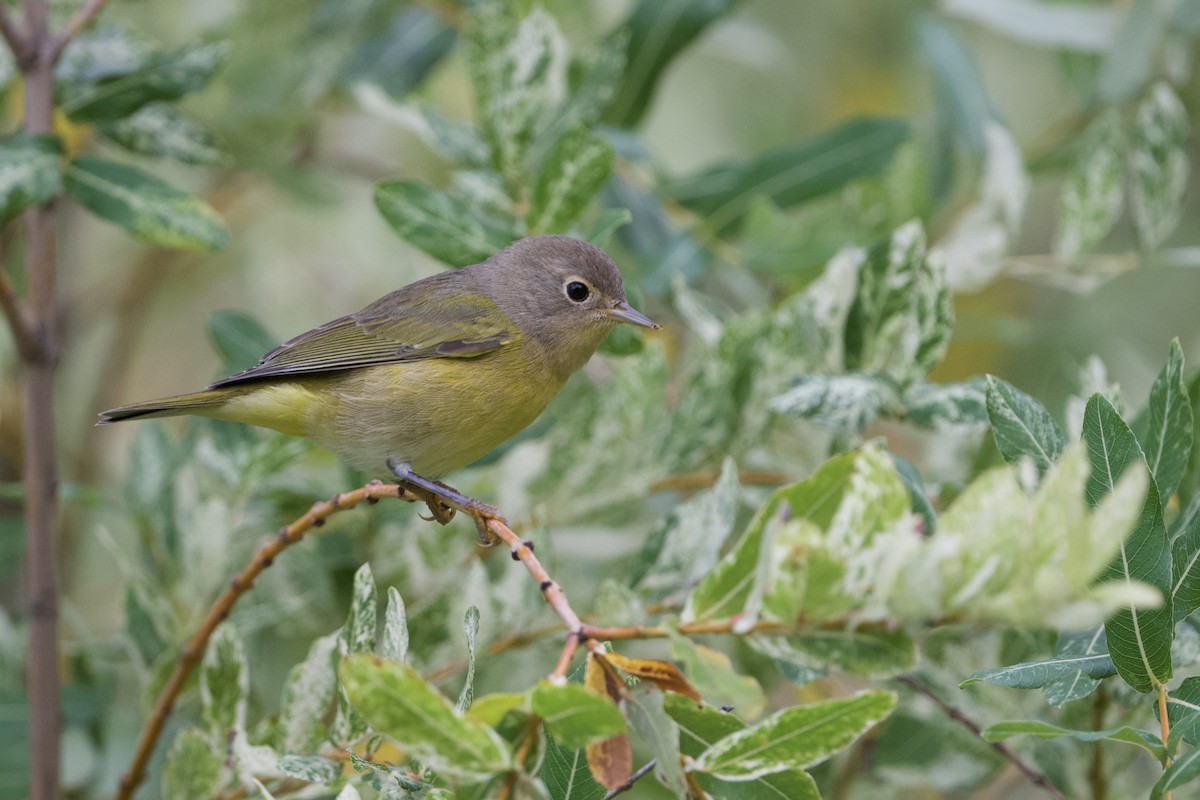 Nashville Warbler - David Wallace