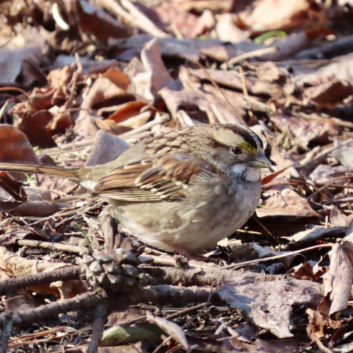 White-throated Sparrow - ML483185941