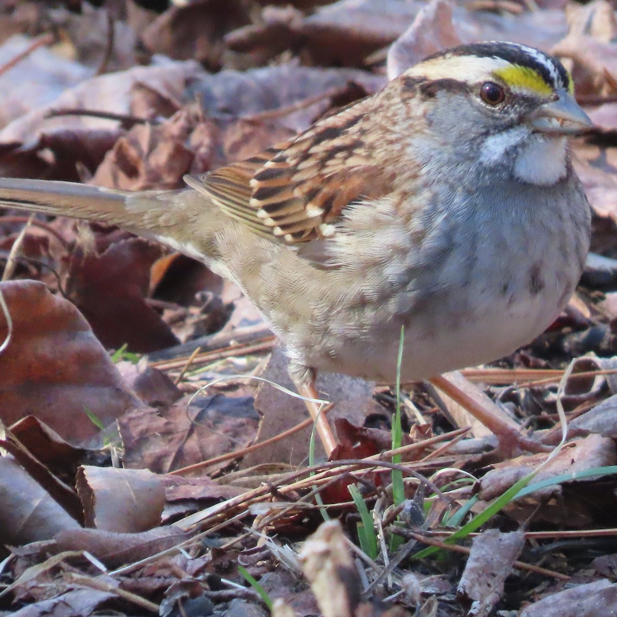 White-throated Sparrow - ML483185951