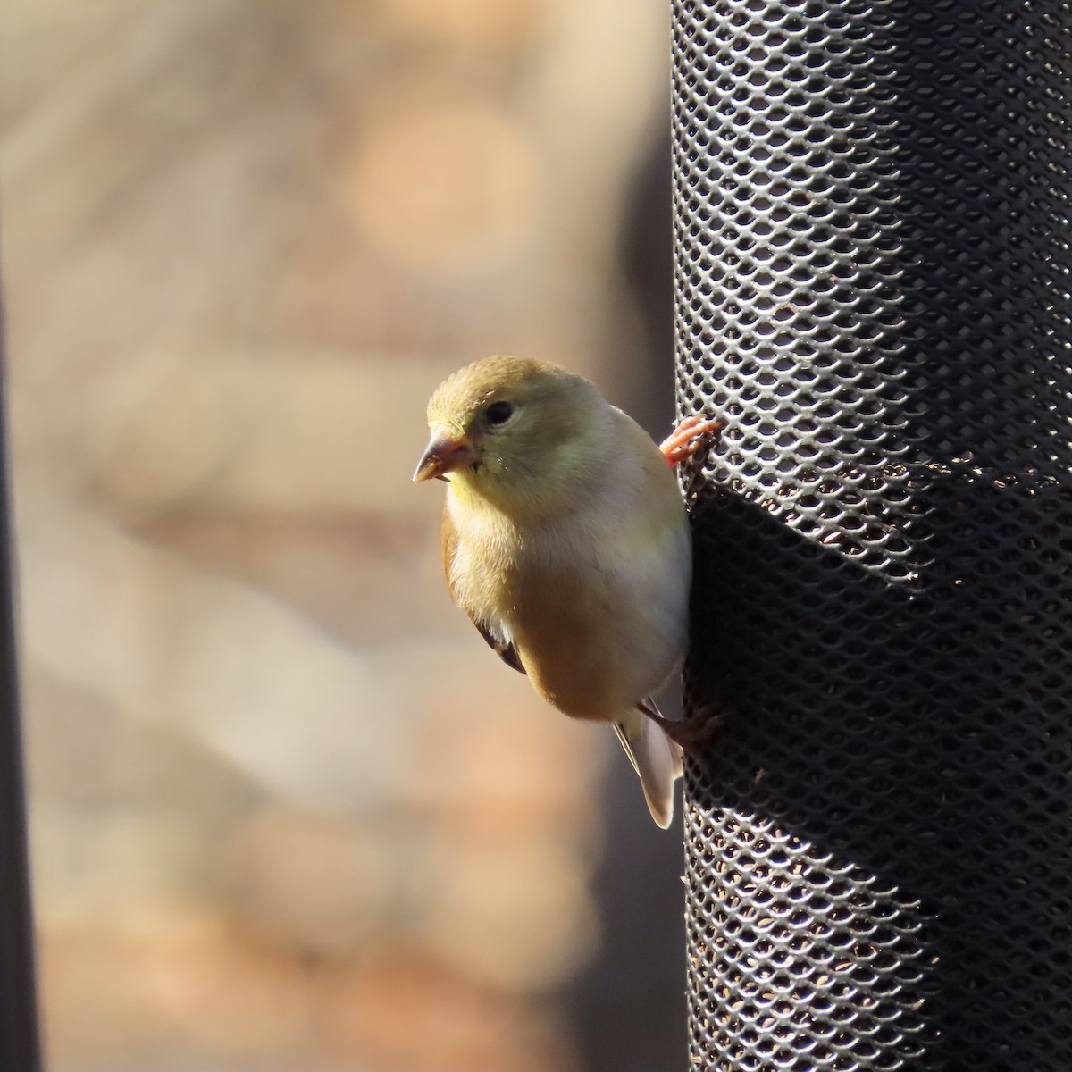 American Goldfinch - ML483186001