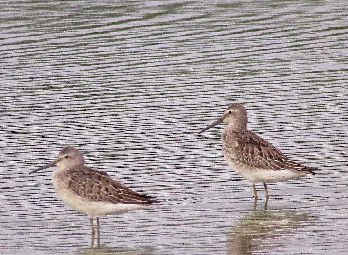 Stilt Sandpiper - ML483186291