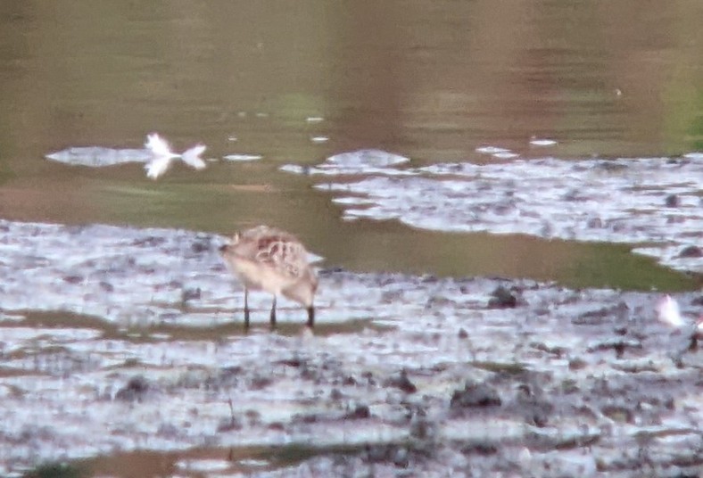 Western Sandpiper - ML483186751