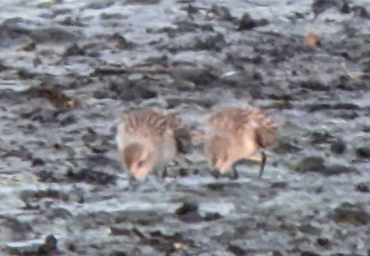 Western Sandpiper - ML483186801