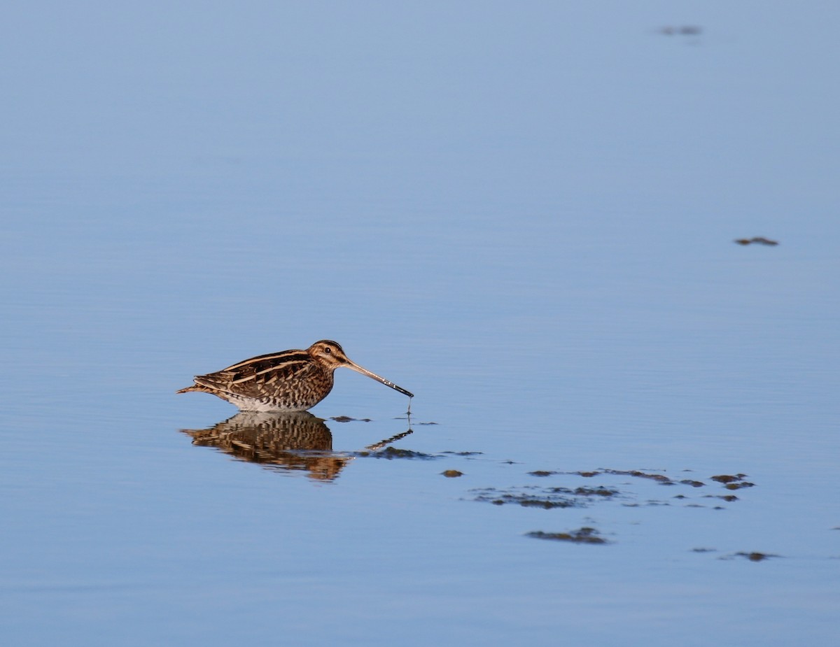 Common Snipe - ML483187161