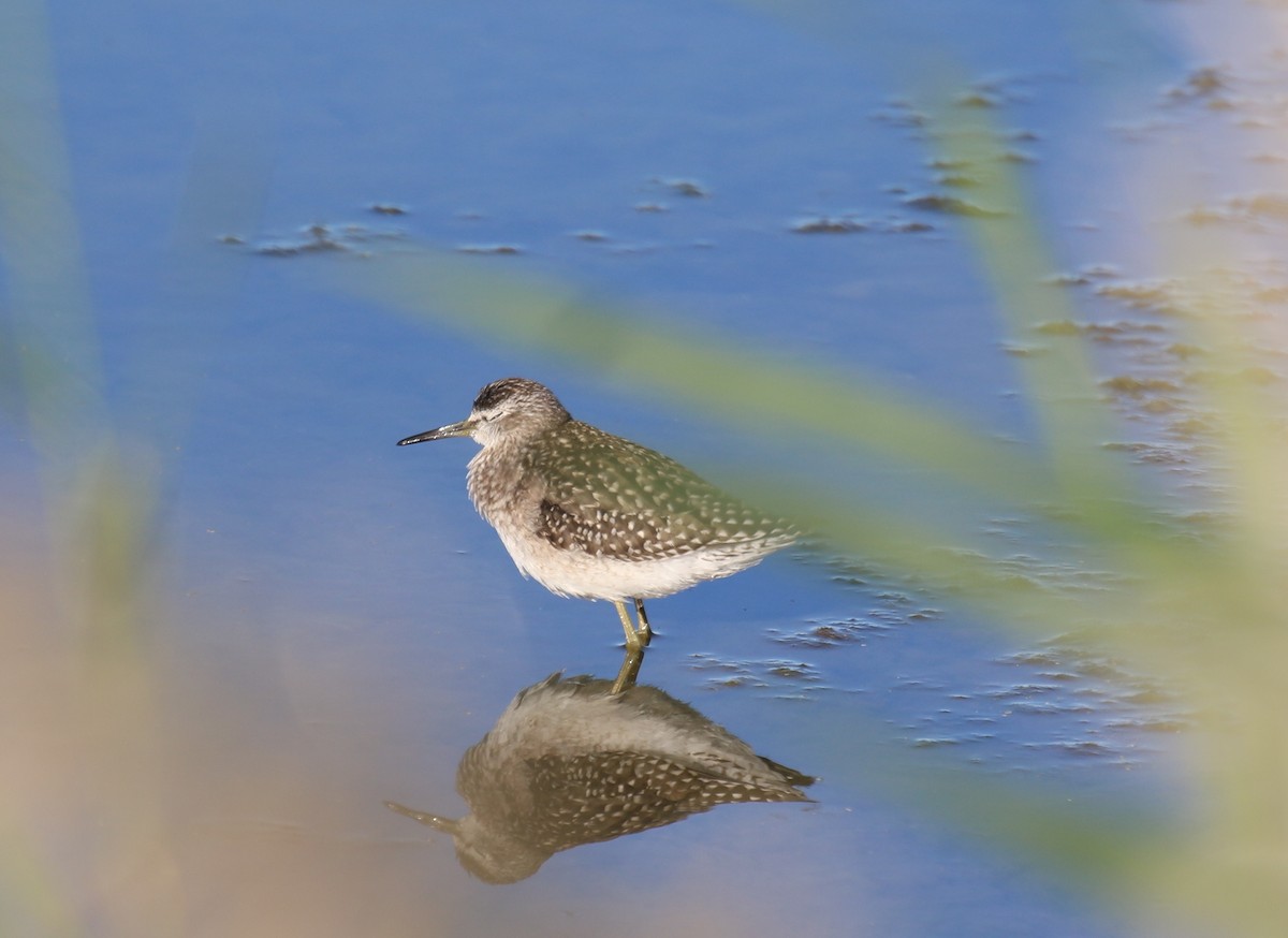 Wood Sandpiper - ML483187211