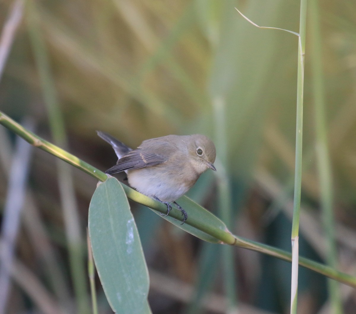 Red-breasted Flycatcher - ML483187551