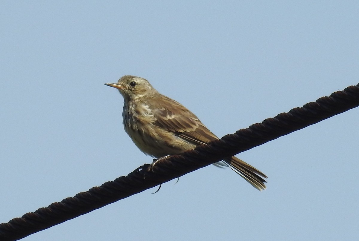 Water Pipit - ML483187591
