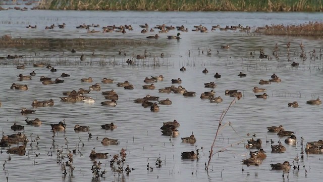 Green-winged Teal (American) - ML483188