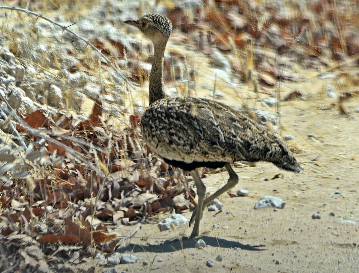 Red-crested Bustard - ML483189471
