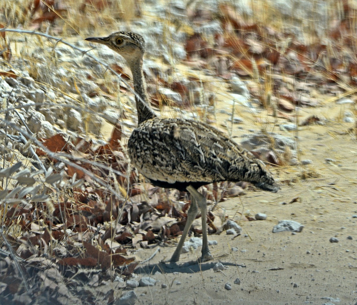 Red-crested Bustard - ML483189481