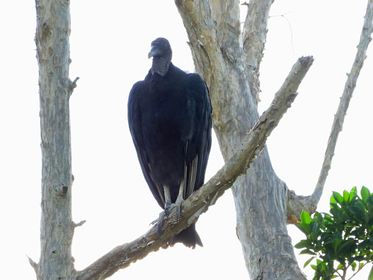 Black Vulture - ML483191691