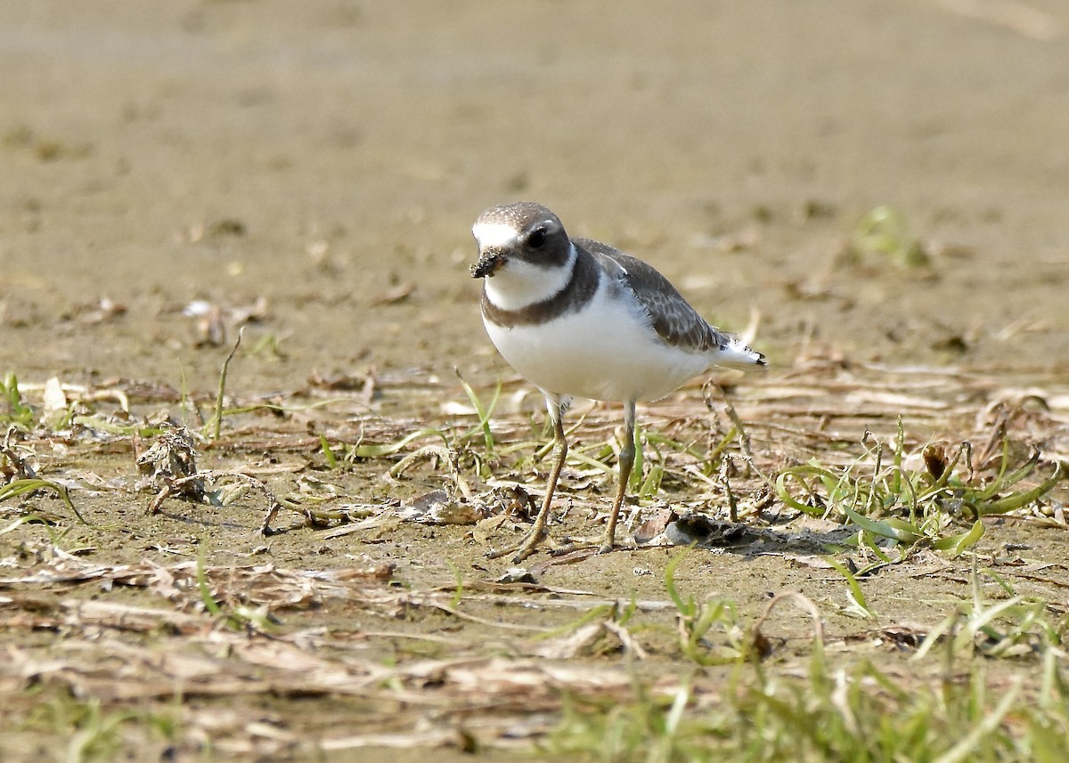 Semipalmated Plover - ML483192971