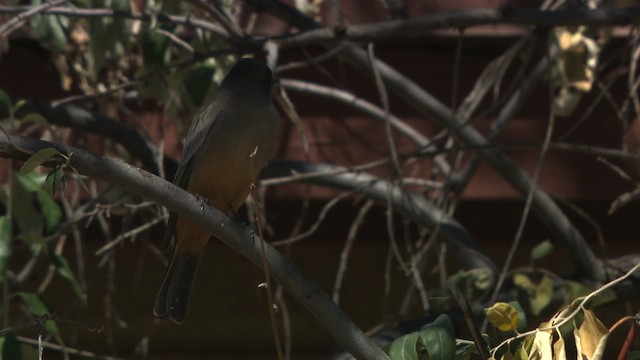 Say's Phoebe - ML483193