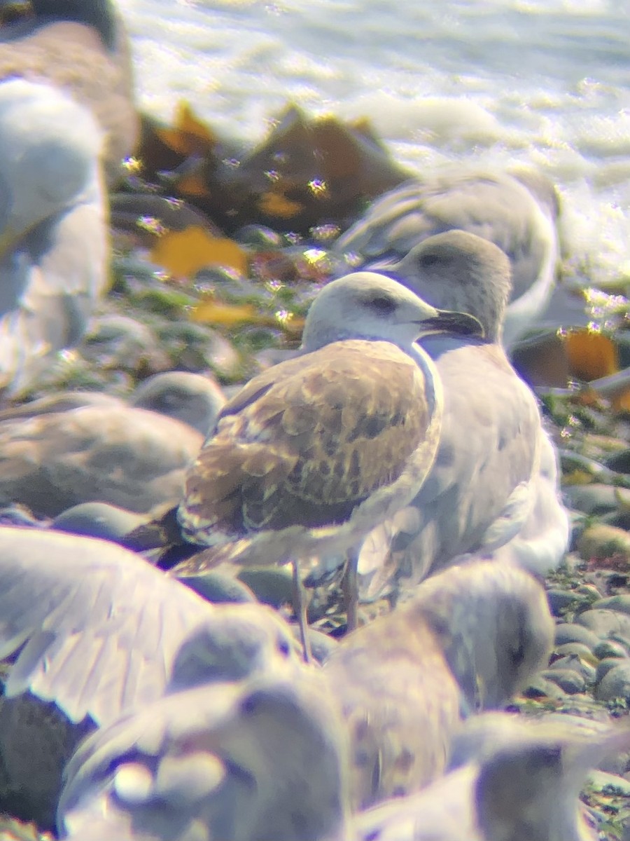 Lesser Black-backed Gull - ML483193411