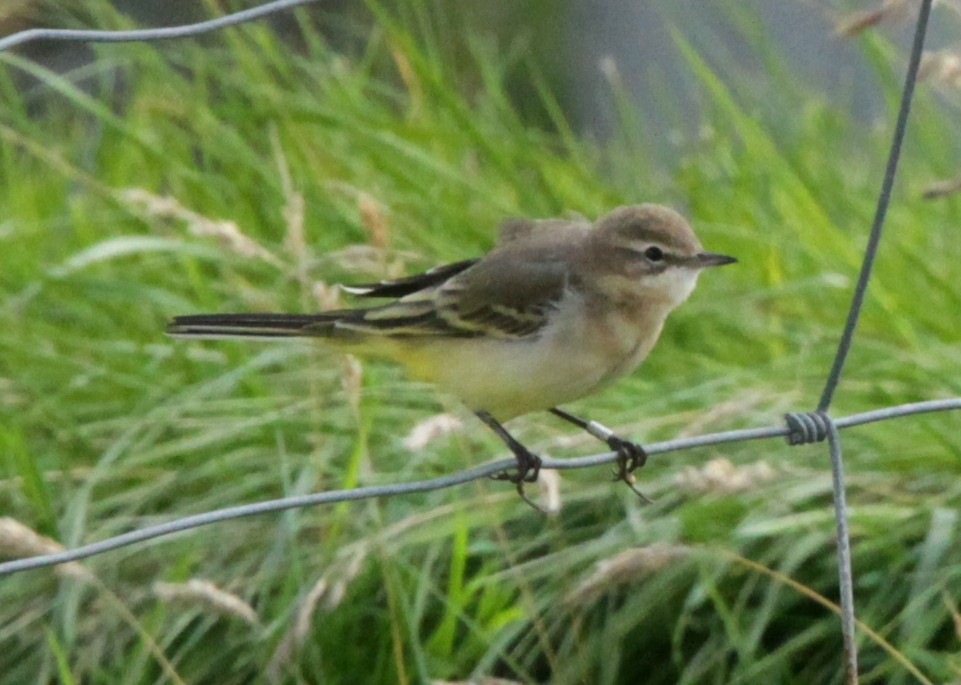 Western Yellow Wagtail - Brame Thrandon