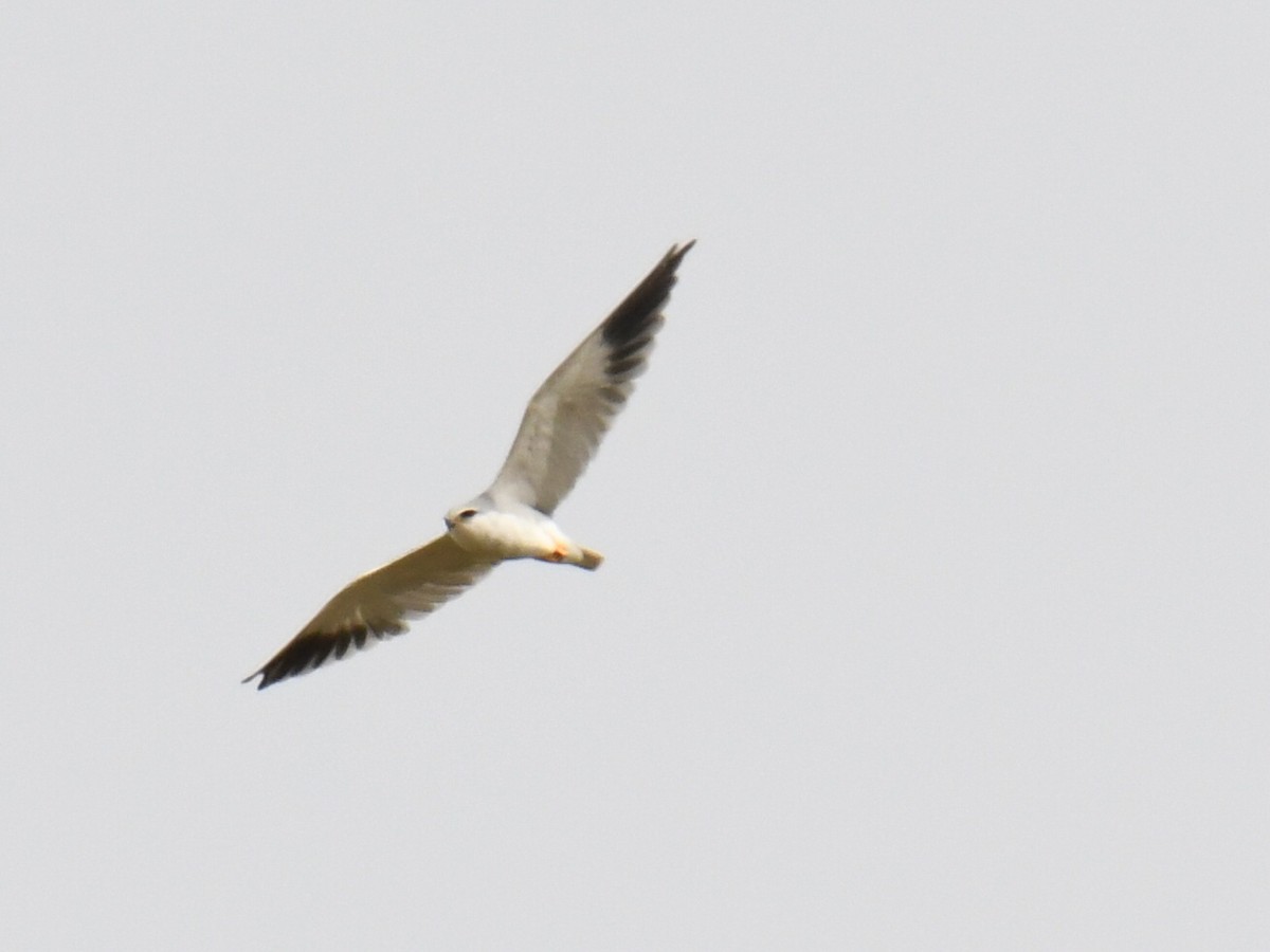 Black-winged Kite - ML483193611