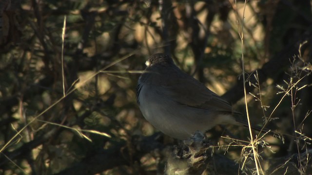 Black-throated Sparrow - ML483194