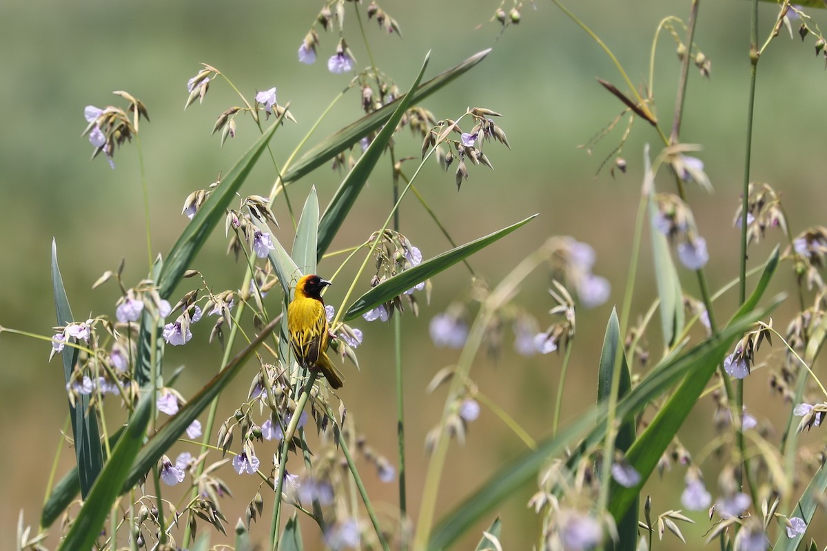 Tanganyika Masked-Weaver - ML483194101