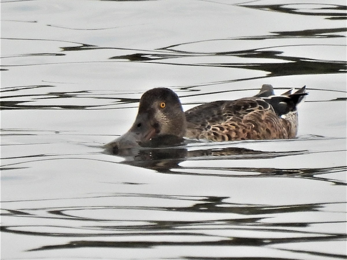 Canard souchet - ML483194131