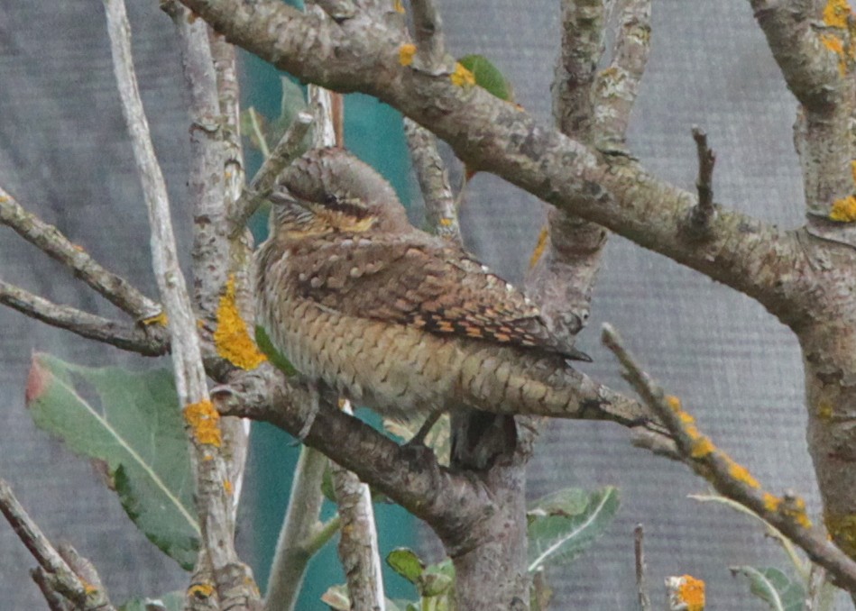 Eurasian Wryneck - Brame Thrandon