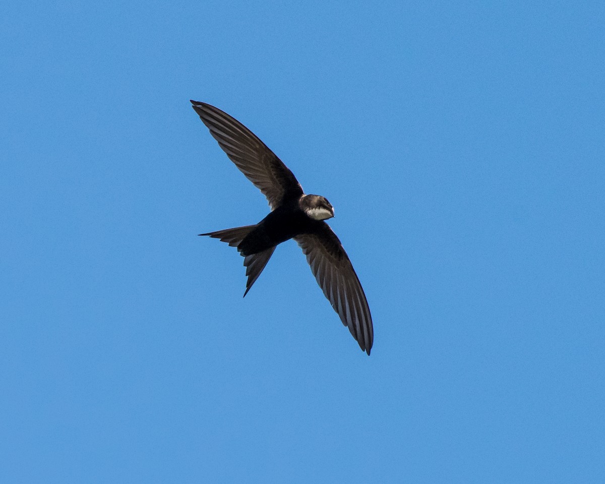 White-headed Sawwing - Hank Davis