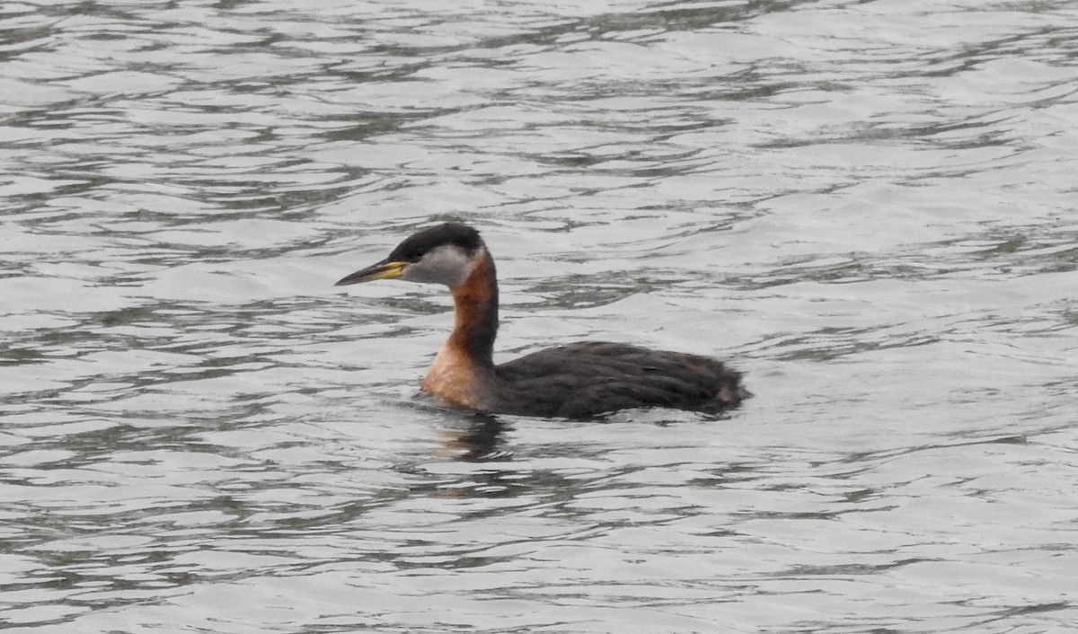 Red-necked Grebe - Noam Markus