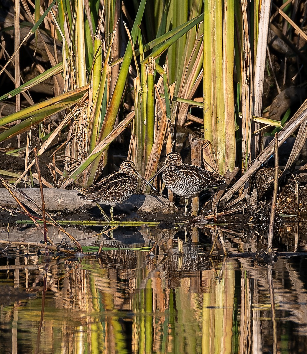 Wilson's Snipe - Frederik Gustavsson