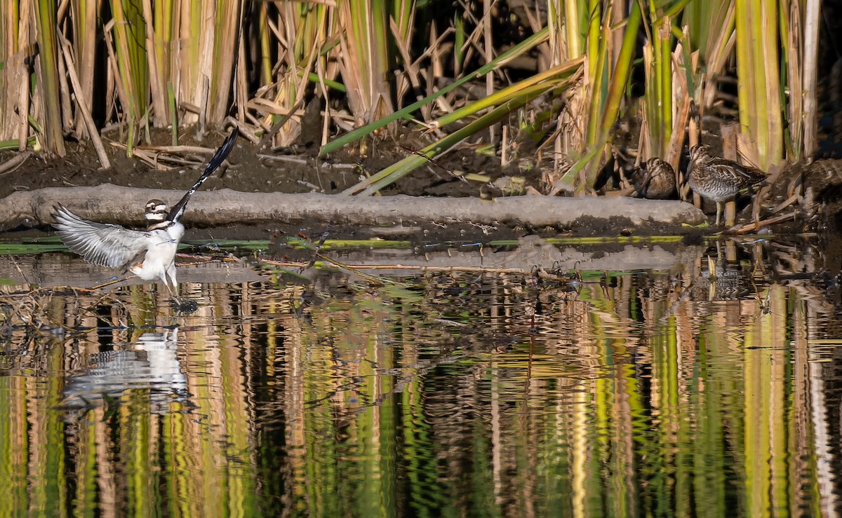 Killdeer - ML483195881
