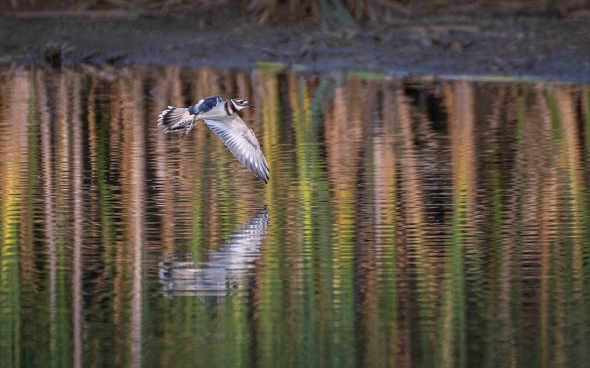 Killdeer - ML483195941