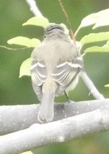 Empidonax sp. - Annie Finch