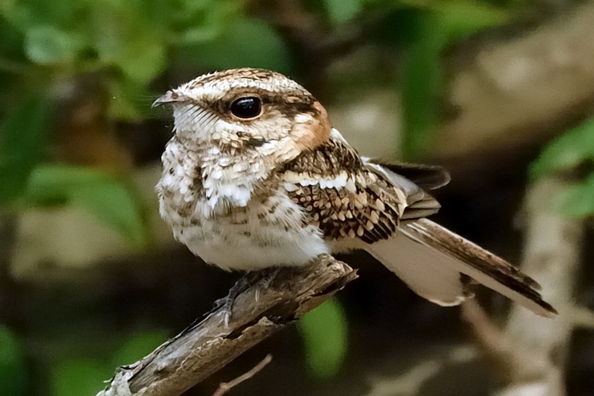 White-tailed Nightjar - Michiel Oversteegen