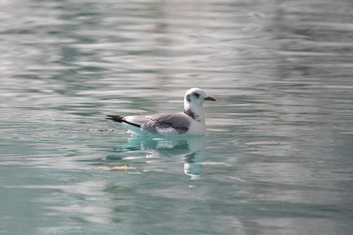 Mouette tridactyle - ML483198291