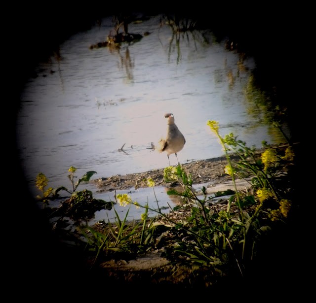 Collared Pratincole - ML48319871