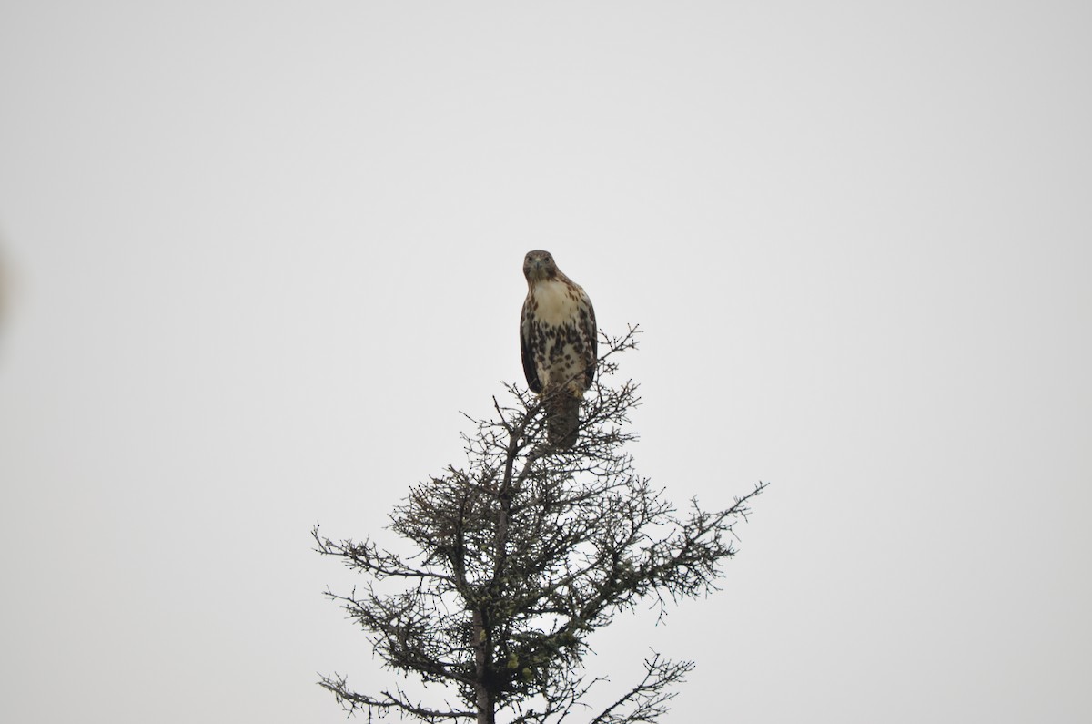 Red-tailed Hawk - ML483198991