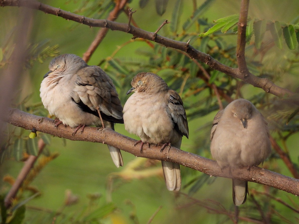 Picui Ground Dove - Selene Davey