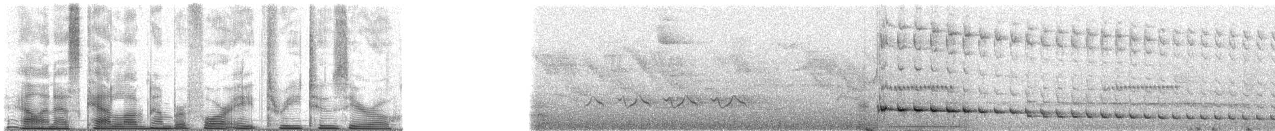 Slaty Bristlefront - ML48320