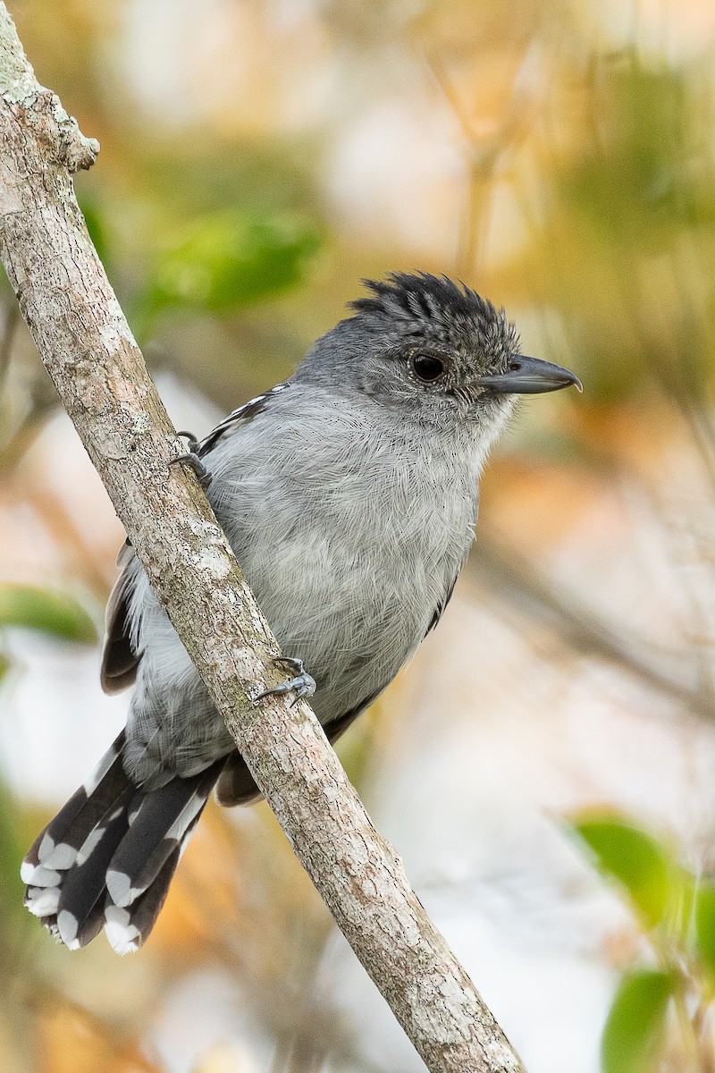 Sooretama Slaty-Antshrike - ML483200151