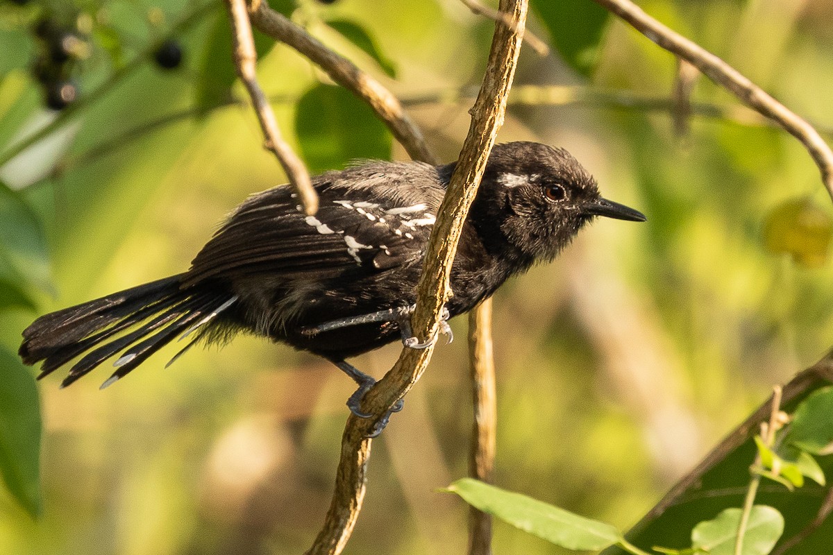 Serra Antwren (Restinga) - ML483200201