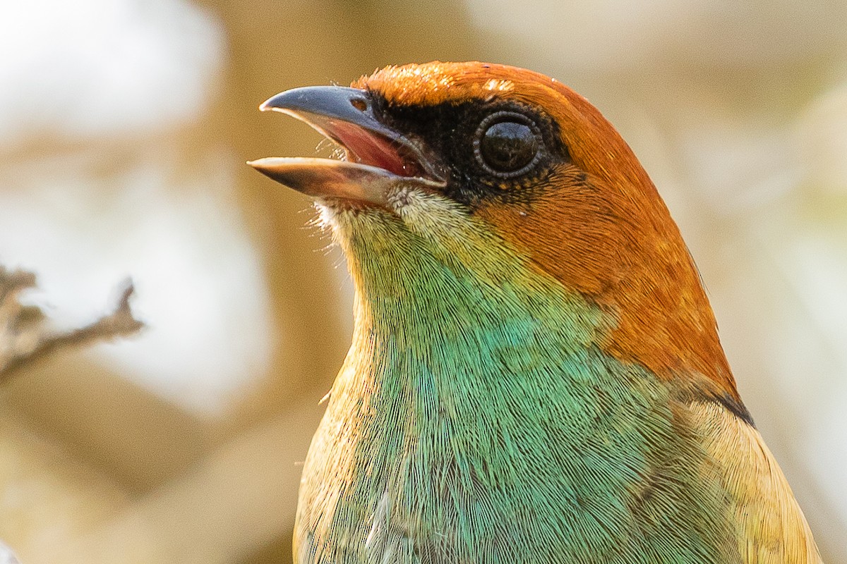 Black-backed Tanager - ML483200301