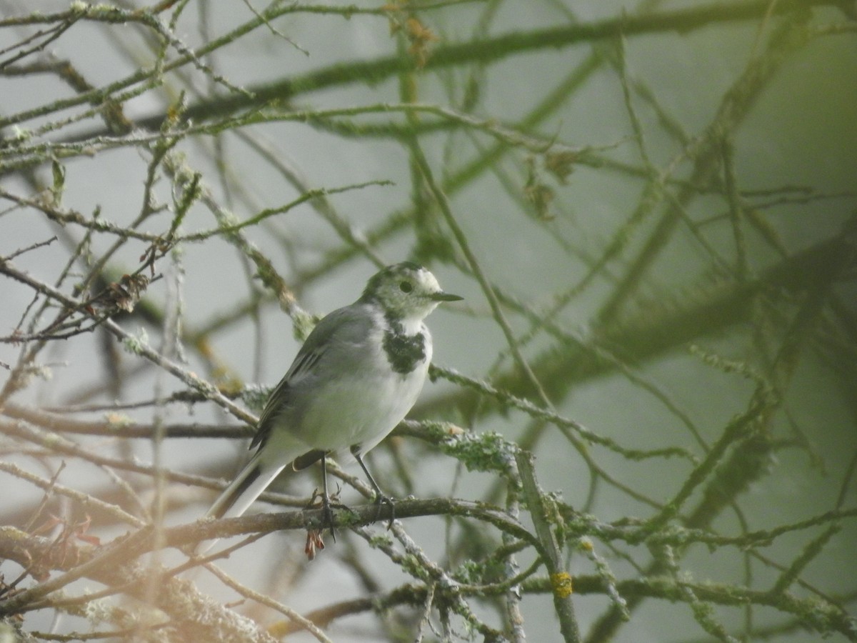 White Wagtail - Lucie Dobiášová